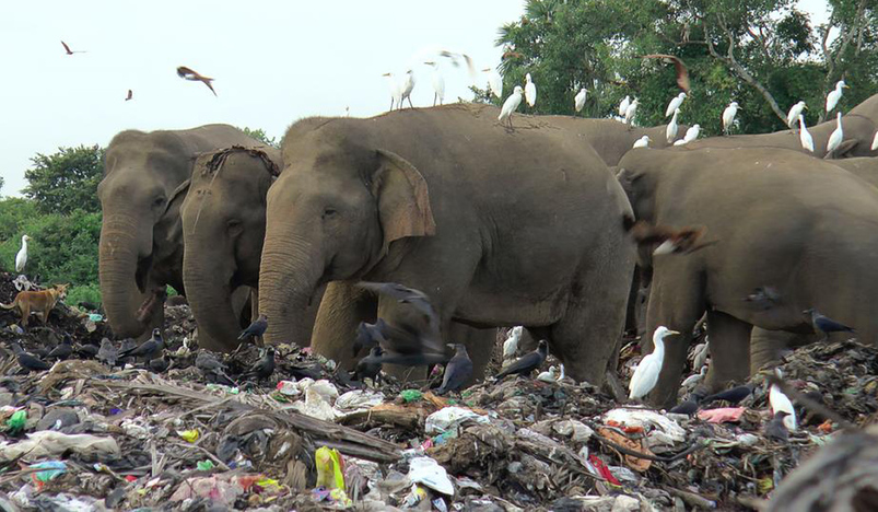 Sri Lanka: Elephants dying from eating plastic waste